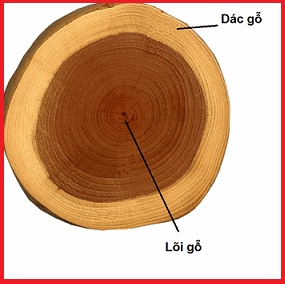1 số cách phân biệt gỗ dác và gỗ lõi ?
